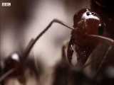 اعدام ملکه مورچه ها | گردن زدن ملکه مورچه ها توسط مورچه های خون آشام