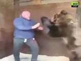 مبارزه واقعی ورزشکار معروف کشتی کج با خرس (۱۳+)