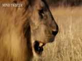 حیات وحش-جنگ شیر و ببر