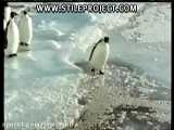 پنگوئن احمق