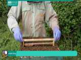 آموزش نکات طلایی برای زنبورداران تازه کار