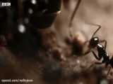 اعدام ملکه مورچه ها - گردن زدن ملکه توسط مورچه های خون آشام