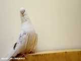 کبوتر نوک قنار سفید کاکلی (کبوتر تزیینی)