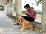 انسانیت سگ نسبت به انسان