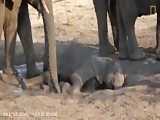 مستند زیبا فیل و بچه  ممنون از این که مارو حمایت میکند و لطفا مارو دنبال کنید