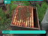 آموزش زنبورداری صنعتی _ 118فایل 