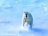 وقتی خرس های قطبی دوربین جاسازی شده تیم مستندساز را کشف میکنن