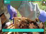 فیلم آموزشی پرورش ملکه زنبور عسل قسمت 4