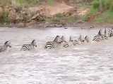 Great Migration River Crossing Masai Mara  Kenya - Zebras  Wildebeestis