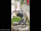 فیلم تکاندهنده از لحظه شلیک به پلیس شادگان