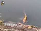 ماهی با چهره انسان در چین!  ماهی شناور در نزدیکی حوضچه‌ای در دهکده میائو چین، گر