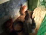 با طعم مرغ