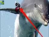 لو رفتن دلفینی که جاسوس سری روسیه بود؛ 11 حیوان برتر برای جاسوسی!