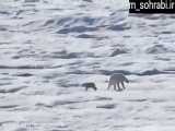 ماده خرس قطبی نتونست از کشته شدن توله
