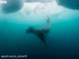پلنگ دریائی به همراه نهنگ قاتل اصلی‌ترین مهاجمان در زنجیره غذایی قطب جنوب هستند