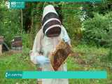 آموزش زنبورداری حرفه ای - 118فایل|09130919448 