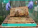 ویدیو آموزشی آماده سازی عسل