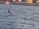 دیده شدن نهنگ های قاتل در ساحل ایتالیا