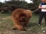 سگ تبتی بسیار بزرگ