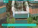 آموزش راه اندازی زنبورداری به صورت قدم به قدم 