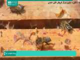آموزش زنبورداری - آموزش ایجاد اولین کندو 