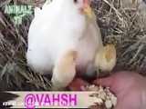 آموزش غذا دادن به جوجه ها توسط مرغ مادر..