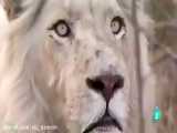 شکار گوزن ویلدبیست توسط دو قلاده شیر نر سفید