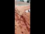 ویدیوی جذابی از آب دادن به مار تشنه در کویر