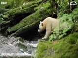 تصاویری از کمیاب ترین نژاد خرس دنیا