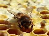 زنبور عسل در حال تولید عسل