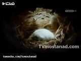 دانلود مستند سنجاب های باهوش از مجموعه اسرار حیات وحش