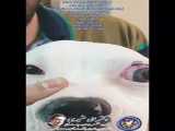 پزشکی چشم سگ