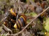 زنبور ها به کندوها و کلنی‌های یکدیگر برای به دست آوردن غذا حمله می‌کنند