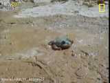 قورباغه عجیبی که دوسال بدون آب زنده می‌ماند