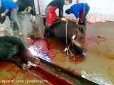 ذبح کردن گاو در کشتارگاه