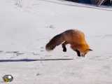 شکار توسط روباه توی سرمای زمستون....