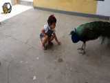 غذا دادن بچه به یک طاووس زیبا