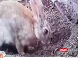 خرگوش مادر در حال پنهان کردن بچه هایش در زیر خاک