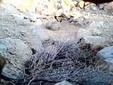 ویدئویی از نحوه شکار غیرقانونی کبک در کوه پایه های زاگرس