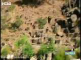 قدرت حیرت انگیز عقاب طلایی غول پیکر در شکار 720