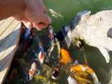 2 میلیون ماهی رنگارنگ در دوبی