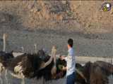 رون روش پرورش شترمرغ درحاجی آباد