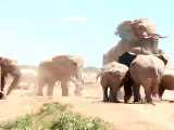 مستند جفتگیری فیل ها