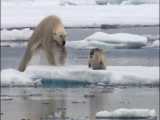 کمین خرس قطبی گرسنه برای شکار فُک (خوک آبی)