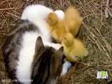 نگهداری از جوجه اردک توسط گربه ماده