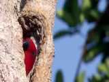 دانلود ویدیو طوطی: پرنده ای زیبا با رنگهای خیره کننده