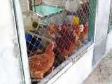 نگهداری مرغ بومی تخمگذار در اتاقک قفسه بندی شده