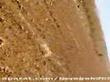 نبرد جالب بین سگ ها