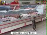 گربه اومده گوشت بخره