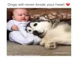 سگها هیچوقت قلب کسی رو نمیشکنند..!!